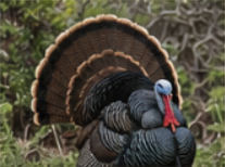Turkey