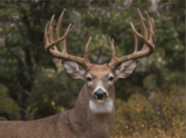 Whitetail